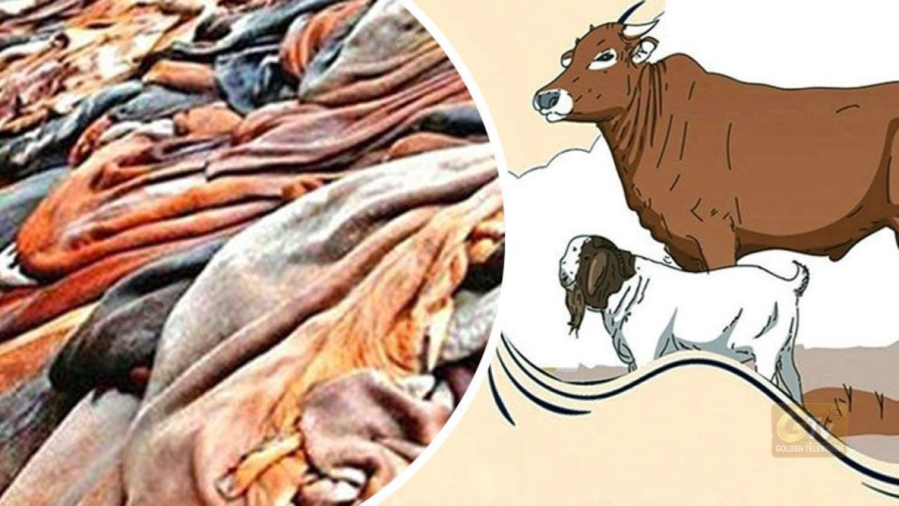 বাঘায় খাসির চামড়া ৪০, ছাগল ১০ টাকায় বিক্রি
