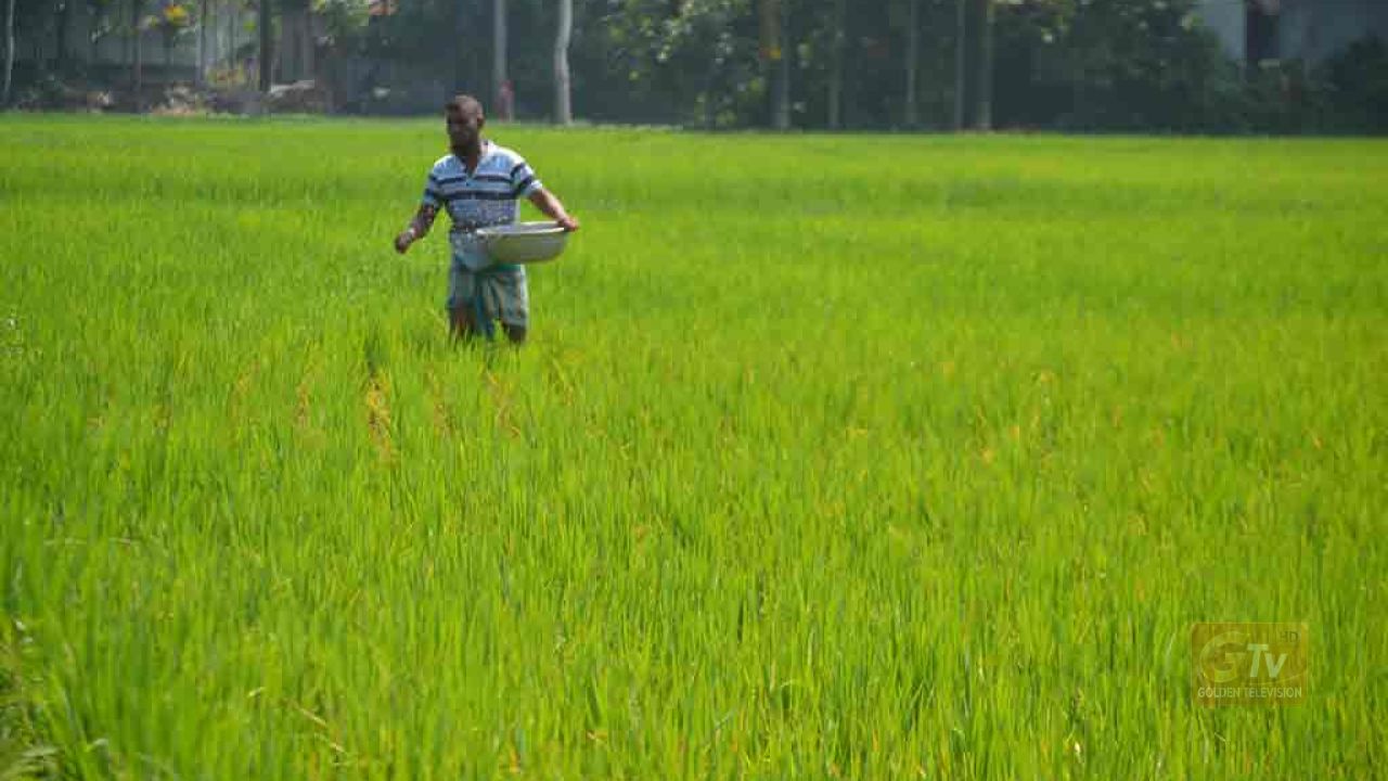 অতিরিক্ত ১ হাজার টন সার বরাদ্দ পেল কুড়িগ্রাম, বিগত ৫ বছরে সর্বোচ্চ