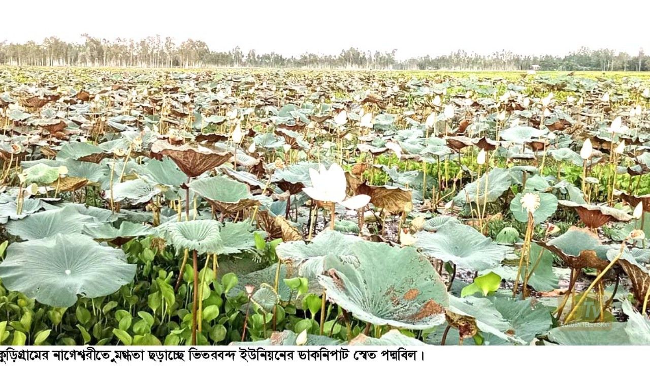 পদ্ম ফুলের সৌন্দর্যের নীলাভূমি নাগেশ^রীর ডাকনিরপাট পদ্মবিল